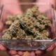 Hermiston’s Cannabis Legalization Effort Faces Setback