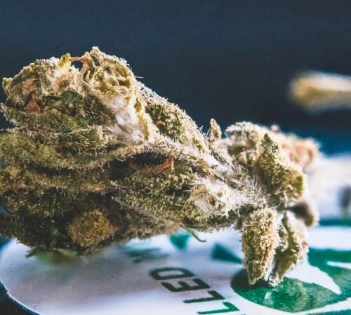 Lucid Green Secures $1.4 Million for Expansion