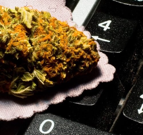 Mexican Cannabis Platform Gains 11M TikTok Followers with Educational Content