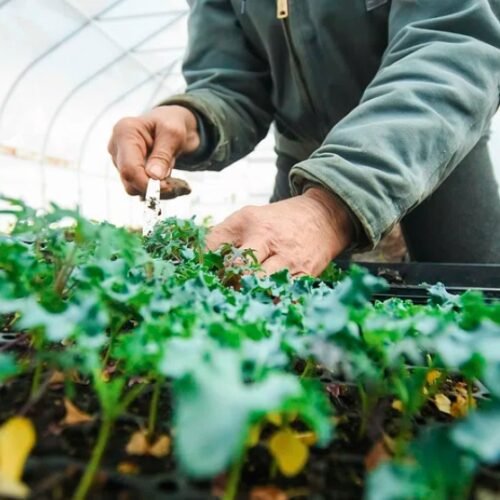 Molecular Plant Agriculture Market: Emerging Trends and Innovations