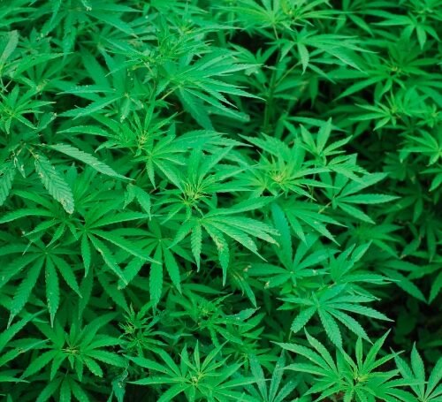 New York Cannabis Shops May Soon Offer Discounts Under New Proposal