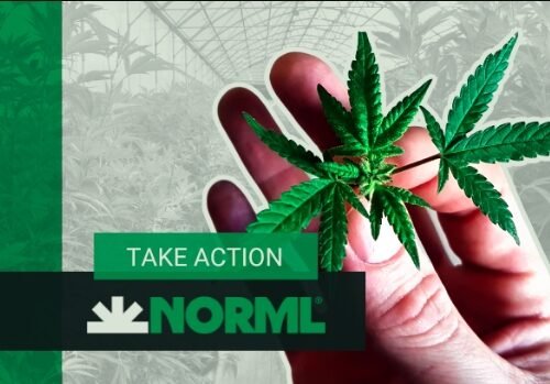 NORML Advocates for Cannabis Freedom Every Day