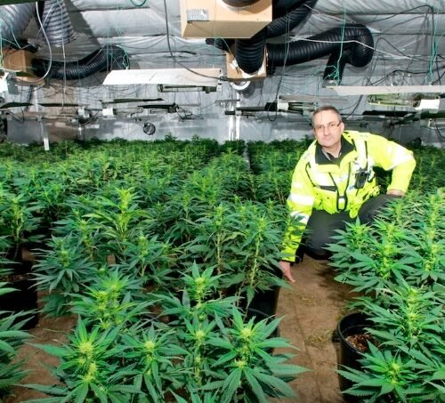 Six Jailed After £1m Cannabis Farm Found in Leeds