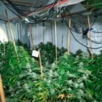 signs your home is being used as a cannabis grow house