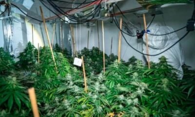Identifying Cannabis Grow Houses: Key Signs to Watch For