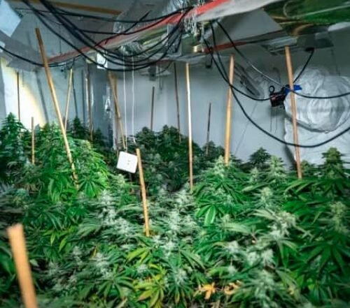 Identifying Cannabis Grow Houses: Key Signs to Watch For