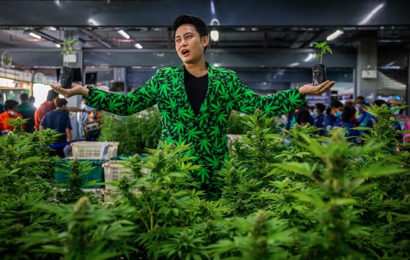 thailand cannabis policy change