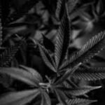 the crucial role of security and compliance in the cannabis industry