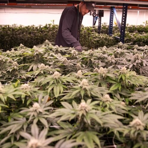 FlackTek™ Technology Revolutionizes Solvent Purging in Cannabis Extracts