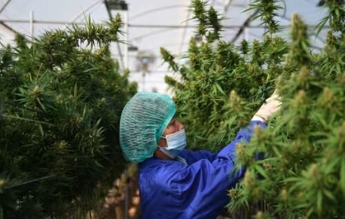 Reform Efforts Underway to Boost Cannabis Tourism Industry in Saipan