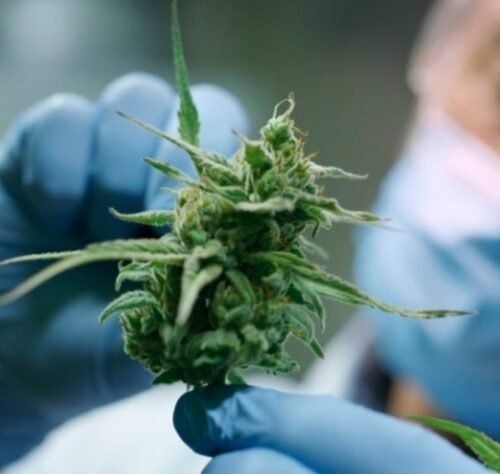 Advances in Cannabis and Cannabinoid Research: A New Frontier in Medicine