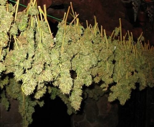 Alabama Medical Cannabis Commission Awards Additional Cultivator Licenses