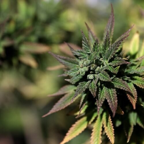 Cal City Enforces Cannabis Codes: A New Era of Regulation