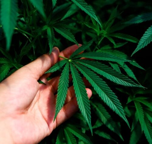 Can Cannabis Reverse Brain Ageing?