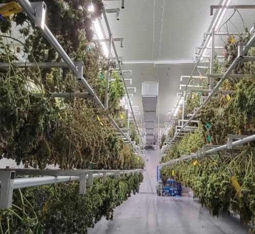 Cannabis Drying Rack Market: Top Trends and 2032 Outlook