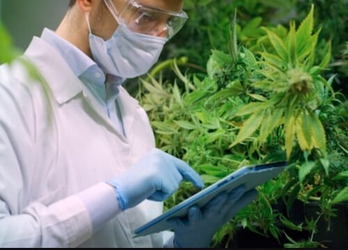 MCC’s Cannabis Programs: Pioneering Industry Standards