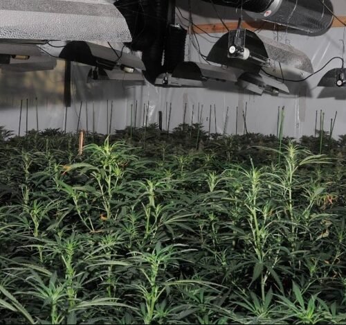 Cannabis Farm Discovered in ‘Eyesore’ Spean Bridge Hotel