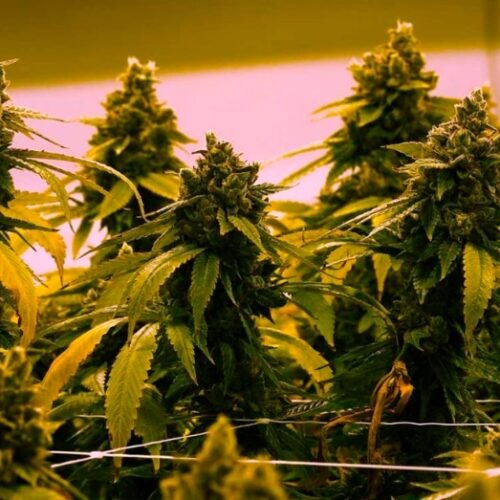 Cannabis Market to Witness Growth Acceleration by 2024-2032