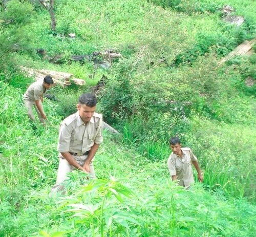 Cannabis Plants at Forest Office Complex Lure Addicts in Hamirpur