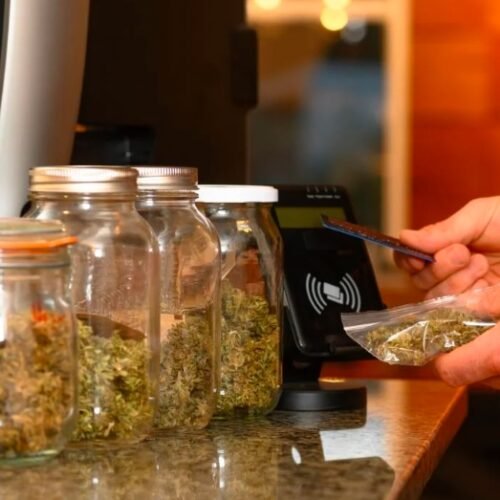 Cannabis: A Potential Ally in Reducing Opioid Use