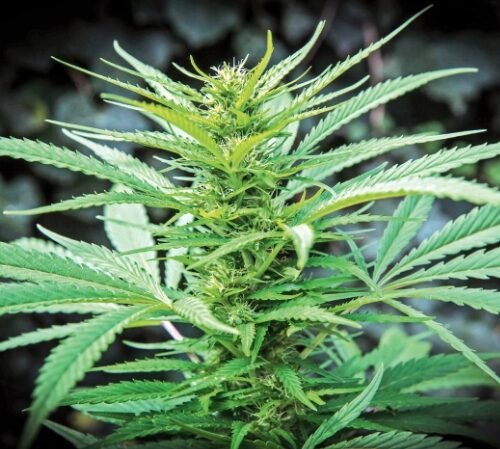 Cannabis Regulation in India: A Complex Landscape