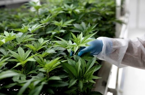 challenges facing cannabis industry regulatory financial competition