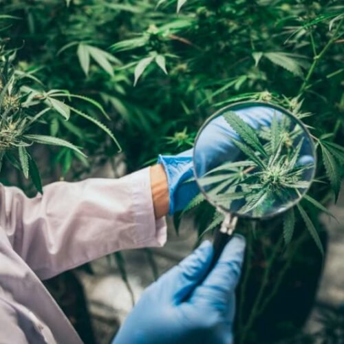 Covington Approves Medical Cannabis Businesses