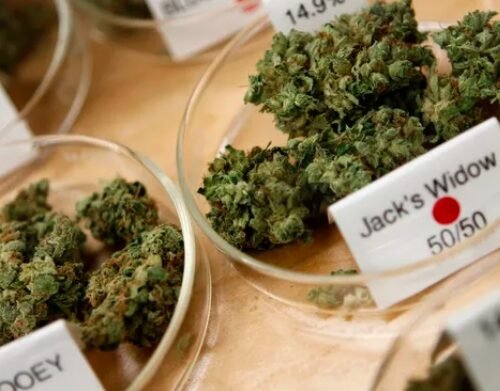 Delaware Cannabis Business Application Window to Open Next Week