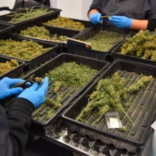 Franklin Park Approves Permit for First Cannabis Dispensary