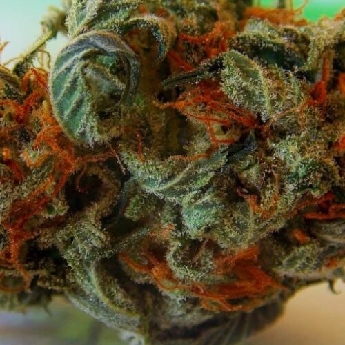 Cannabis Use Linked to Increased Risk of Head and Neck Cancer