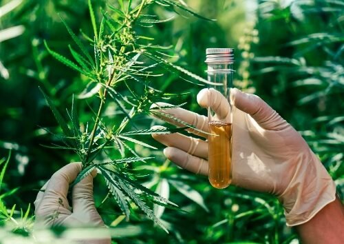 Elevating Cannabis Products: The Synergy of Hemp Synergistics and Sorbtech