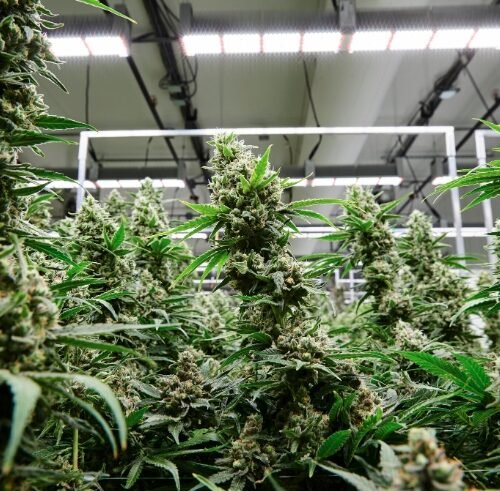 The High Cost of Legal Weed in New York City