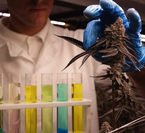 InterCure Expands Pharmaceutical Cannabis Market in Germany