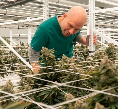 Jersey City Generates $122 Million in Cannabis Sales: Where Is the Tax Revenue Going?