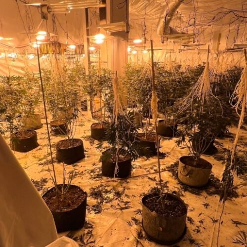 Massive Cannabis Farm Uncovered in Redcar