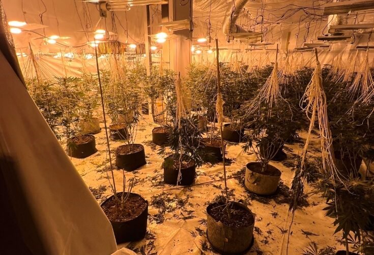 large cannabis farm discovery police raid