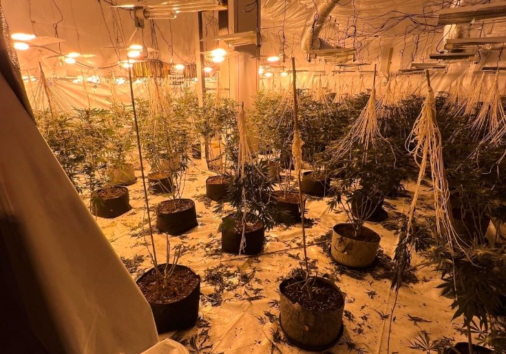 large cannabis farm discovery police raid