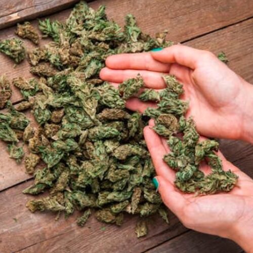 Mother-Son Duo Arrested with 67.30 kg of Cannabis in Panchkula