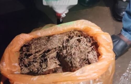 Mumbai Man Granted Bail in 453 kg Cannabis Seizure Case