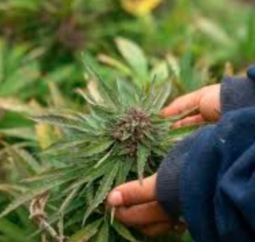 New York City Turns Seized Cannabis into Renewable Energy