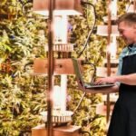 recruitment challenges in the cannabis industry