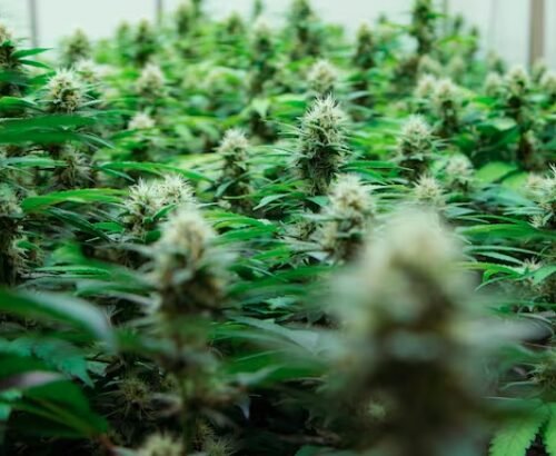 Rua Bioscience Launches New Product from Legacy Genetics of Black Market Era