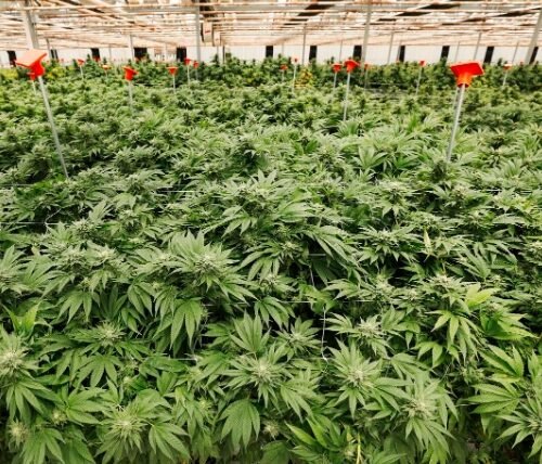 Sacramento Halts Proposal to Expand Cannabis Dispensaries