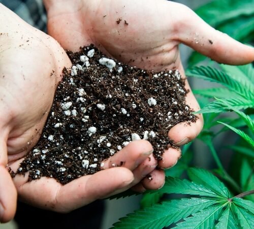 Soil’s Crucial Role in Cannabis Cultivation: Tackling Mold and Pest Issues