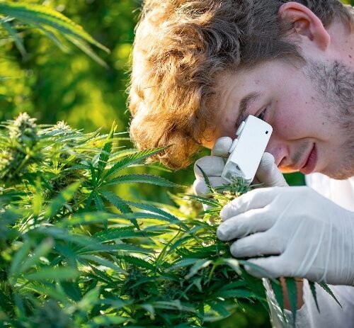 BU MET Director Wins Prestigious Award for Cannabis Industry Research