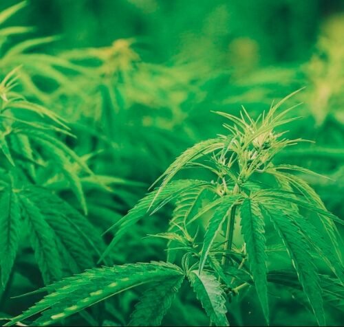 How Virtual CFOs Can Future-Proof Cannabis Companies and Unlock Profits