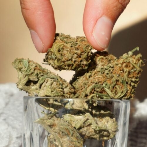 The Motivations Behind the Wake-and-Bake Cannabis Lifestyle