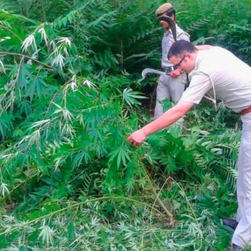 Massive Wild Cannabis Destruction in Baramulla