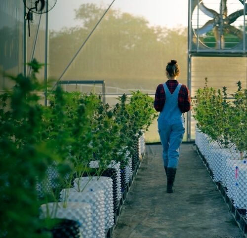 Zane State College Launches Cannabis Certificate Programs