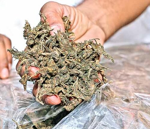 50 Kg of Ganja Seized, Peddler Arrested in Boudh